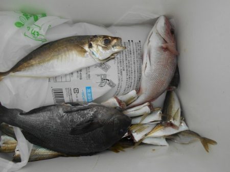 こかわ渡船　雅丸 釣果