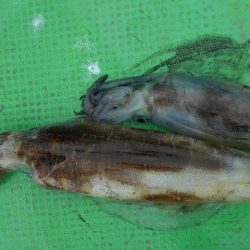 こかわ渡船　雅丸 釣果