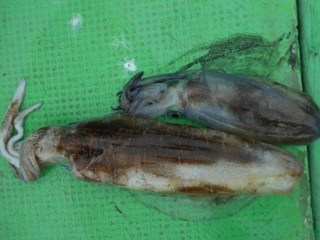 こかわ渡船　雅丸 釣果