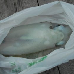 こかわ渡船　雅丸 釣果