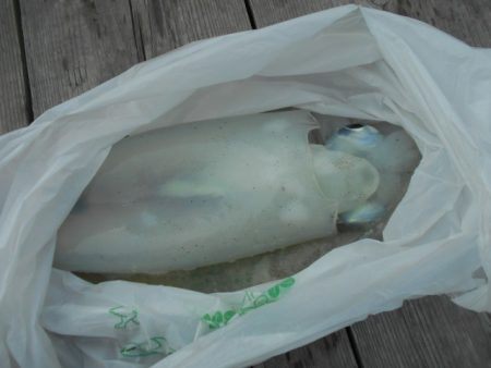 こかわ渡船　雅丸 釣果