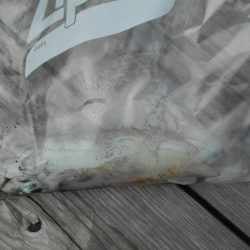 こかわ渡船　雅丸 釣果