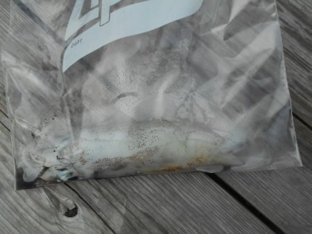 こかわ渡船　雅丸 釣果