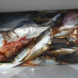 こかわ渡船　雅丸 釣果