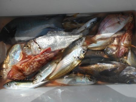 こかわ渡船　雅丸 釣果