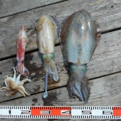 こかわ渡船　雅丸 釣果