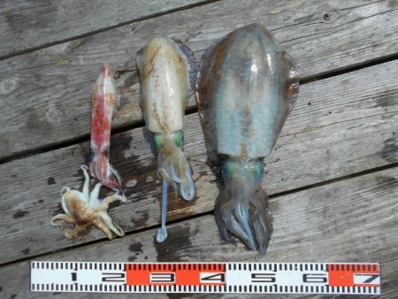 こかわ渡船　雅丸 釣果