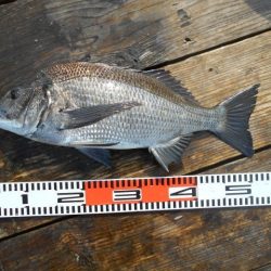 こかわ渡船　雅丸 釣果