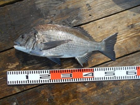 こかわ渡船　雅丸 釣果