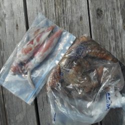 こかわ渡船　雅丸 釣果