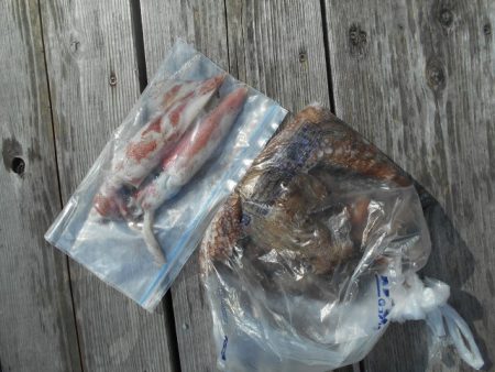 こかわ渡船　雅丸 釣果