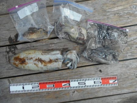 こかわ渡船　雅丸 釣果