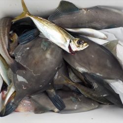 HARUKA丸 はるかまる 釣果