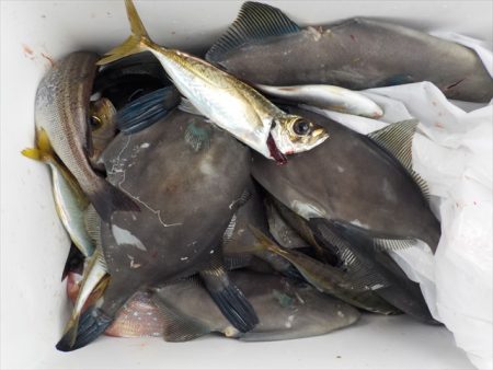 ＨＡＲＵＫＡ丸　はるかまる 釣果