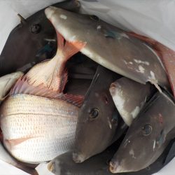 HARUKA丸 はるかまる 釣果