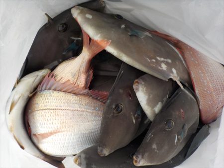 HARUKA丸 はるかまる 釣果