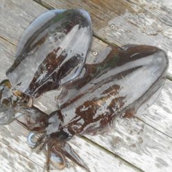 こかわ渡船　雅丸 釣果