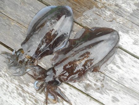 こかわ渡船　雅丸 釣果