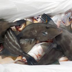 HARUKA丸 はるかまる 釣果