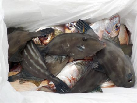 HARUKA丸 はるかまる 釣果