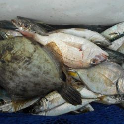 こかわ渡船　雅丸 釣果