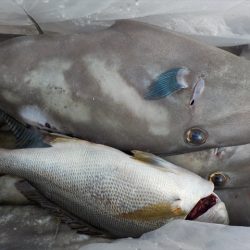 HARUKA丸 はるかまる 釣果