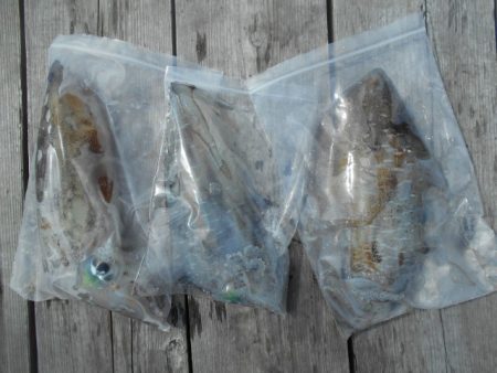 こかわ渡船　雅丸 釣果