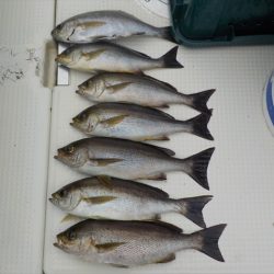 HARUKA丸 はるかまる 釣果