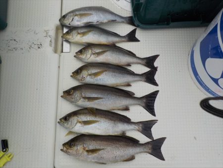 ＨＡＲＵＫＡ丸　はるかまる 釣果