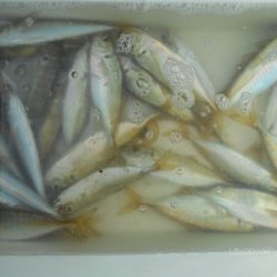 こかわ渡船　雅丸 釣果