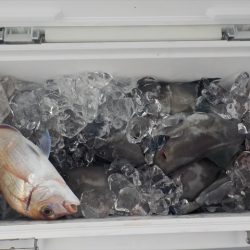 HARUKA丸 はるかまる 釣果