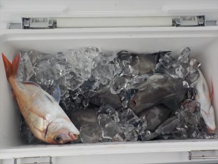 HARUKA丸 はるかまる 釣果