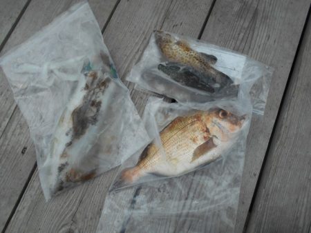 こかわ渡船　雅丸 釣果