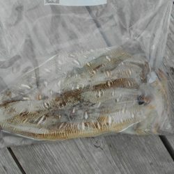 こかわ渡船 雅丸 釣果