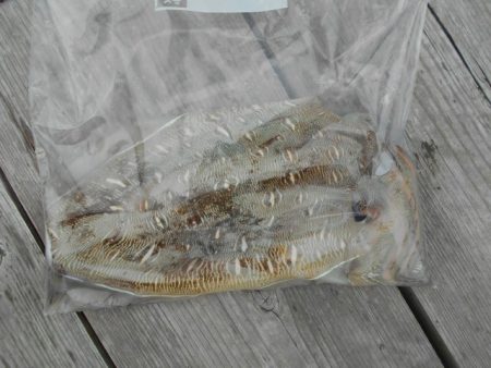 こかわ渡船 雅丸 釣果