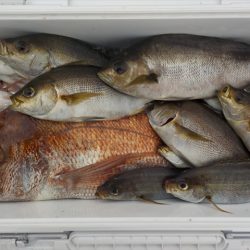 HARUKA丸 はるかまる 釣果