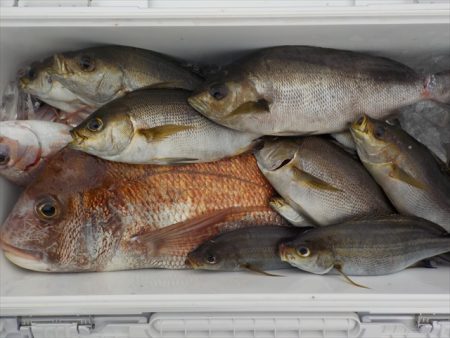 HARUKA丸 はるかまる 釣果