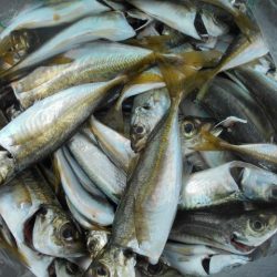 こかわ渡船　雅丸 釣果