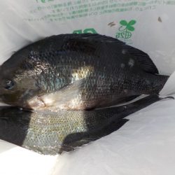 千鳥丸 釣果