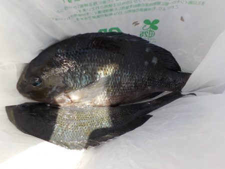 千鳥丸 釣果