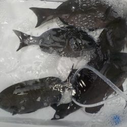千鳥丸 釣果