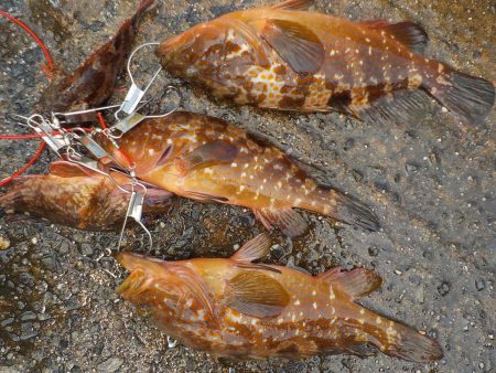 千鳥丸 釣果