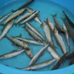 会津大川(会津非出資漁業協同組合) 釣果