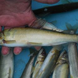 会津大川(会津非出資漁業協同組合) 釣果