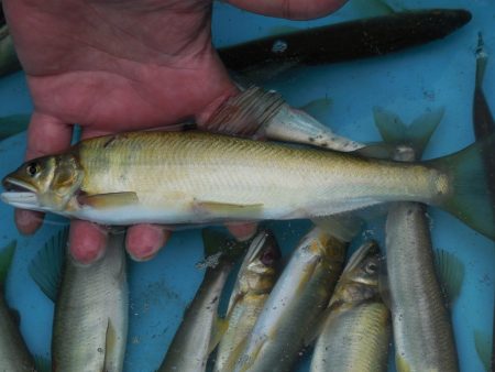 会津大川（会津非出資漁業協同組合） 釣果