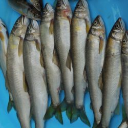 会津大川(会津非出資漁業協同組合) 釣果