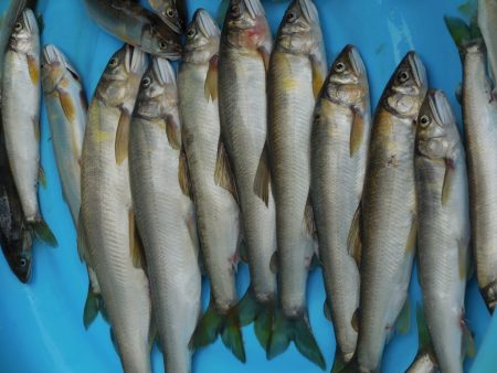 会津大川（会津非出資漁業協同組合） 釣果