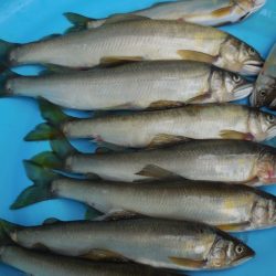 会津大川(会津非出資漁業協同組合) 釣果