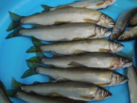 会津大川(会津非出資漁業協同組合) 釣果