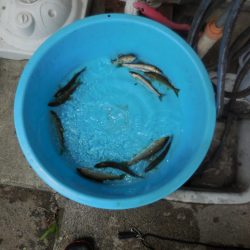 会津大川(会津非出資漁業協同組合) 釣果